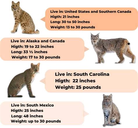 bobcat weight chart